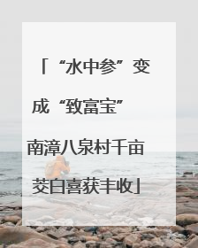 “水中参”变成“致富宝” 南漳八泉村千亩茭白喜获丰收