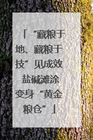 “藏粮于地、藏粮于技”见成效 盐碱滩涂变身“黄金粮仓”
