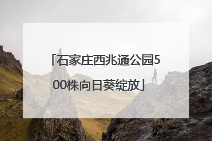 石家庄西兆通公园500株向日葵绽放