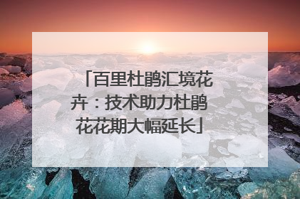 百里杜鹃汇境花卉：技术助力杜鹃花花期大幅延长