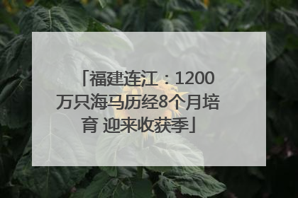 福建连江：1200万只海马历经8个月培育 迎来收获季