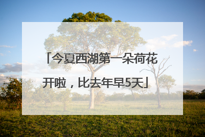 今夏西湖第一朵荷花开啦，比去年早5天