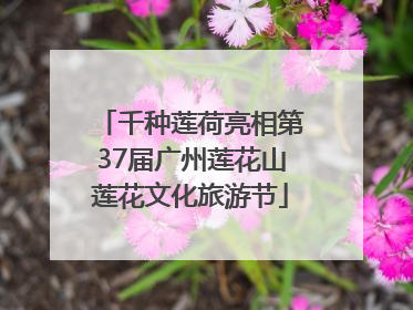 千种莲荷亮相第37届广州莲花山莲花文化旅游节