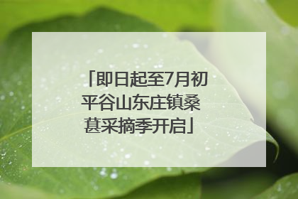 即日起至7月初 平谷山东庄镇桑葚采摘季开启