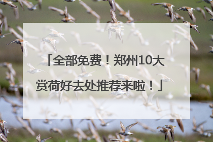 全部免费！郑州10大赏荷好去处推荐来啦！