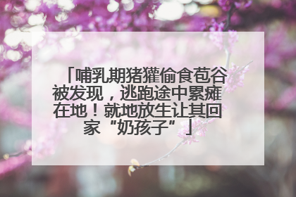 哺乳期猪獾偷食苞谷被发现，逃跑途中累瘫在地！就地放生让其回家“奶孩子”