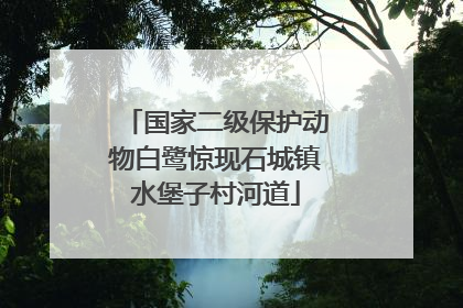 国家二级保护动物白鹭惊现石城镇水堡子村河道