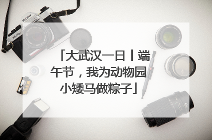 大武汉一日丨端午节，我为动物园小矮马做粽子