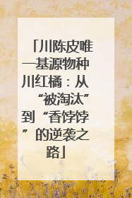 川陈皮唯一基源物种川红橘：从“被淘汰”到“香饽饽”的逆袭之路