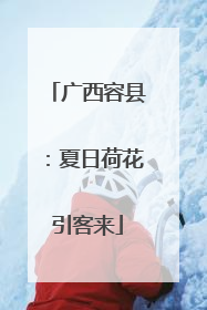 广西容县：夏日荷花引客来
