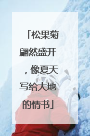 松果菊翩然盛开，像夏天写给大地的情书