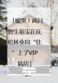 暖哭！两只野生萌宝在抚松林业局“住”上了VIP病房