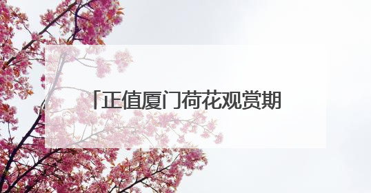 正值厦门荷花观赏期，赏荷攻略快收藏！
