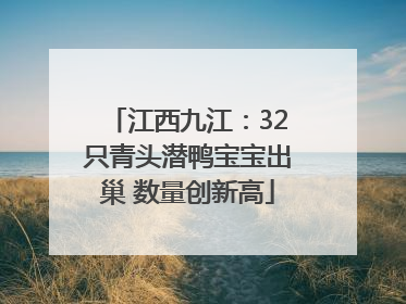 江西九江：32只青头潜鸭宝宝出巢 数量创新高