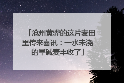 沧州黄骅的这片麦田里传来喜讯：一水未浇的旱碱麦丰收了