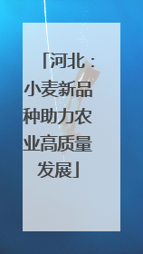 河北：小麦新品种助力农业高质量发展