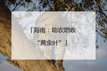 海南：助农增收 “黄金叶”