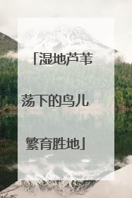 湿地芦苇荡下的鸟儿繁育胜地