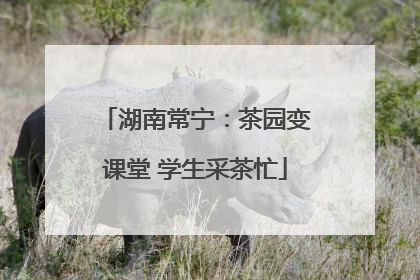 湖南常宁：茶园变课堂 学生采茶忙