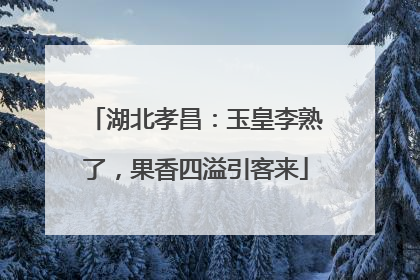 湖北孝昌：玉皇李熟了，果香四溢引客来