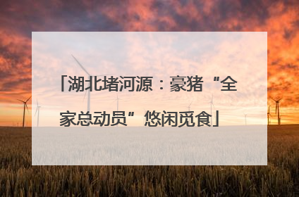 湖北堵河源：豪猪“全家总动员”悠闲觅食