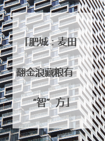 肥城：麦田翻金浪藏粮有“智”方