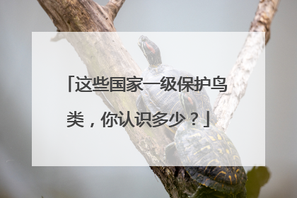 这些国家一级保护鸟类，你认识多少？