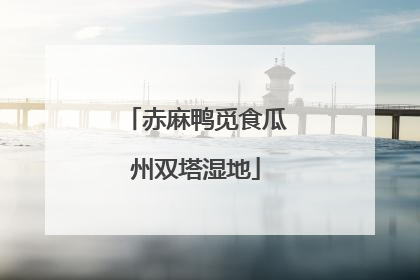 赤麻鸭觅食瓜州双塔湿地