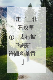 走“三北” 看攻坚①｜太行披“绿装” 连翘药茶香