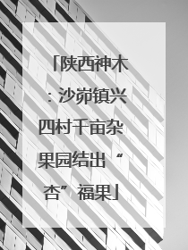 陕西神木：沙峁镇兴四村千亩杂果园结出“杏”福果