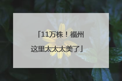 11万株！福州这里太太太美了