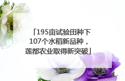 195亩试验田种下107个水稻新品种，莲都农业取得新突破